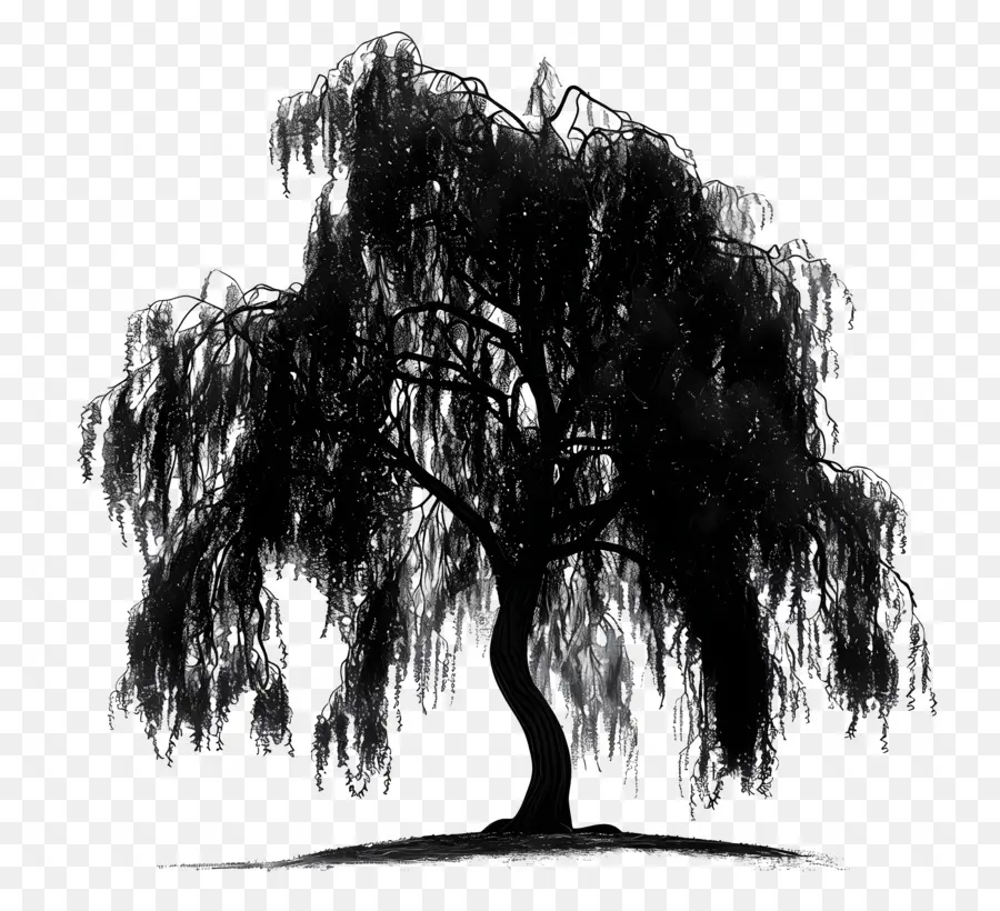 árbol De Sauce，En Blanco Y Negro PNG