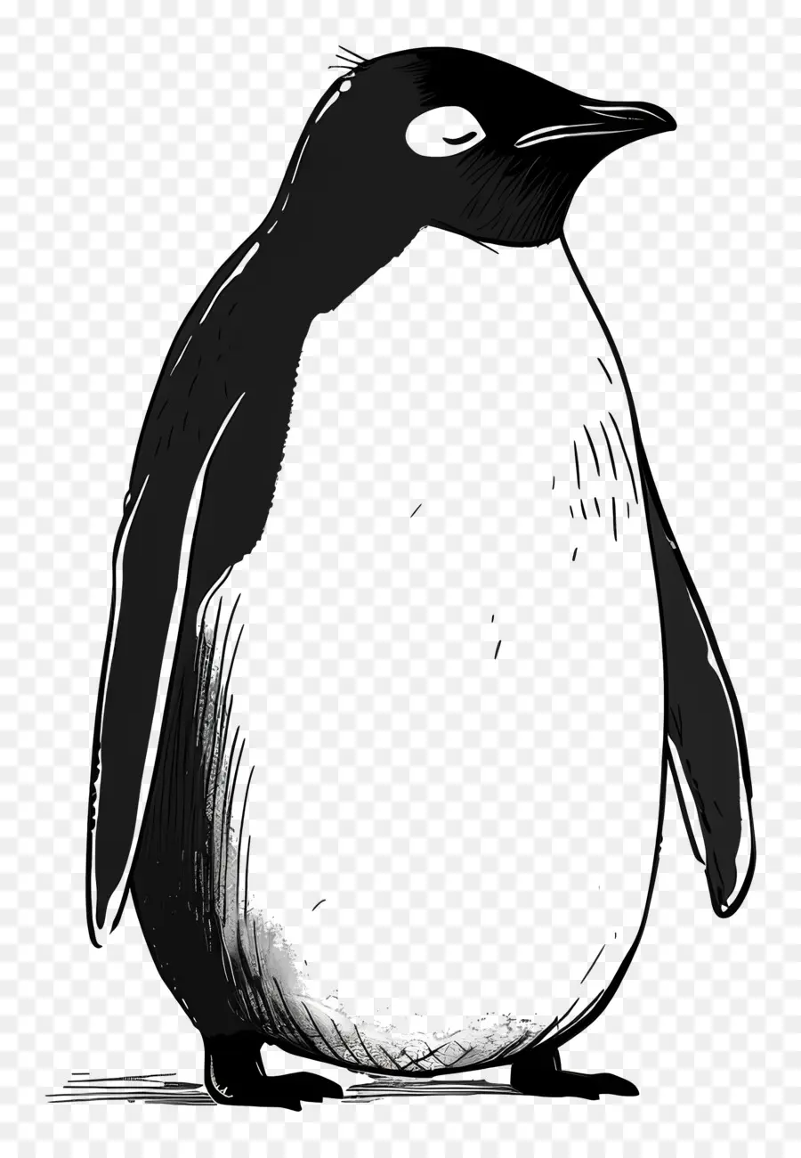 Dibujos Animados De Pingüinos，Pingüino PNG