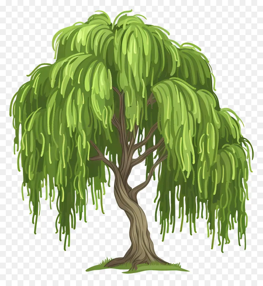 árbol De Sauce，Naturaleza PNG