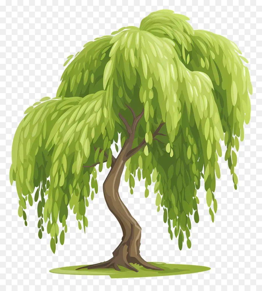 árbol De Sauce，árbol Verde PNG