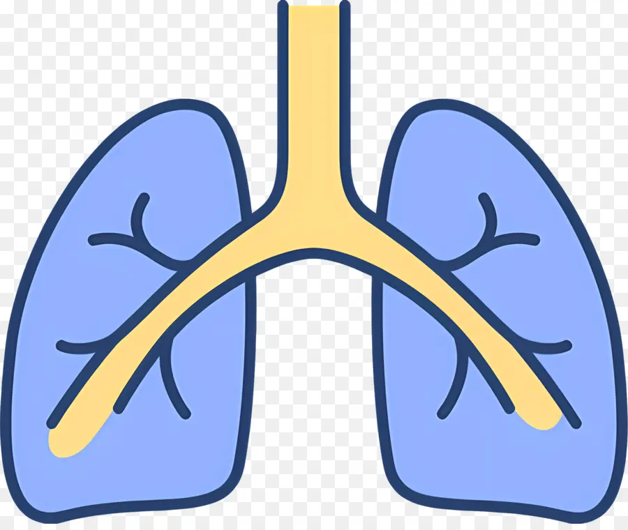 Pulmón，Anatomía Pulmonar PNG