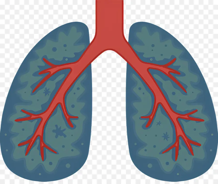 Pulmón，Anatomía Pulmonar PNG