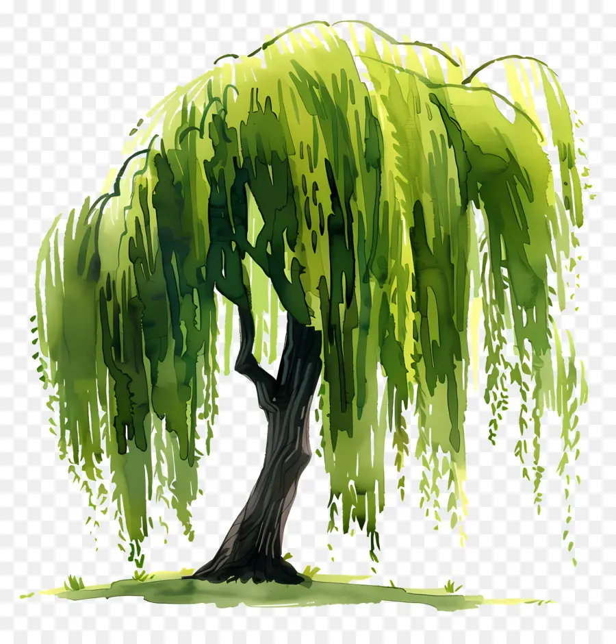 árbol De Sauce，Campo PNG