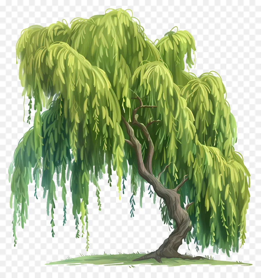 árbol De Sauce，Árbol PNG