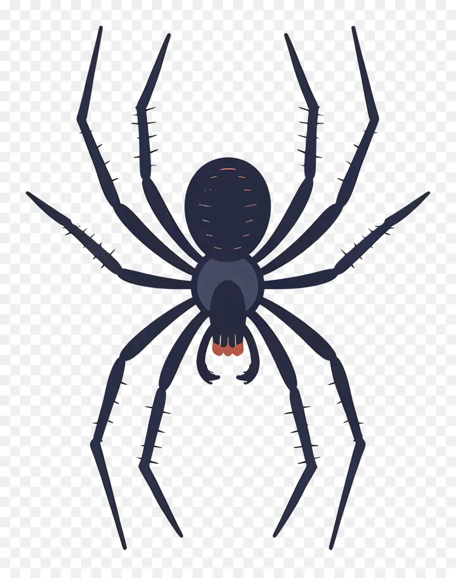 Araña，En Blanco Y Negro PNG