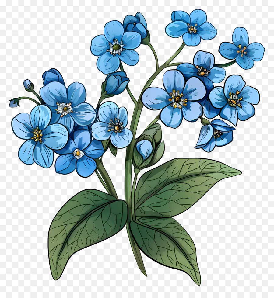 Flores De Color Azul，No Me Olvides Flor PNG