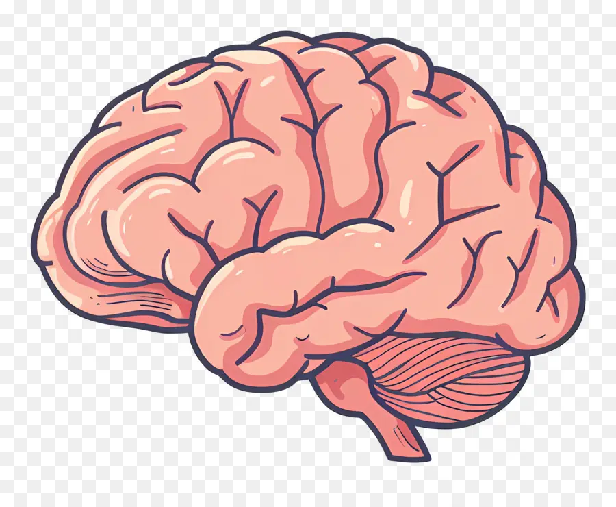 Cerebro，El Cerebro Humano PNG