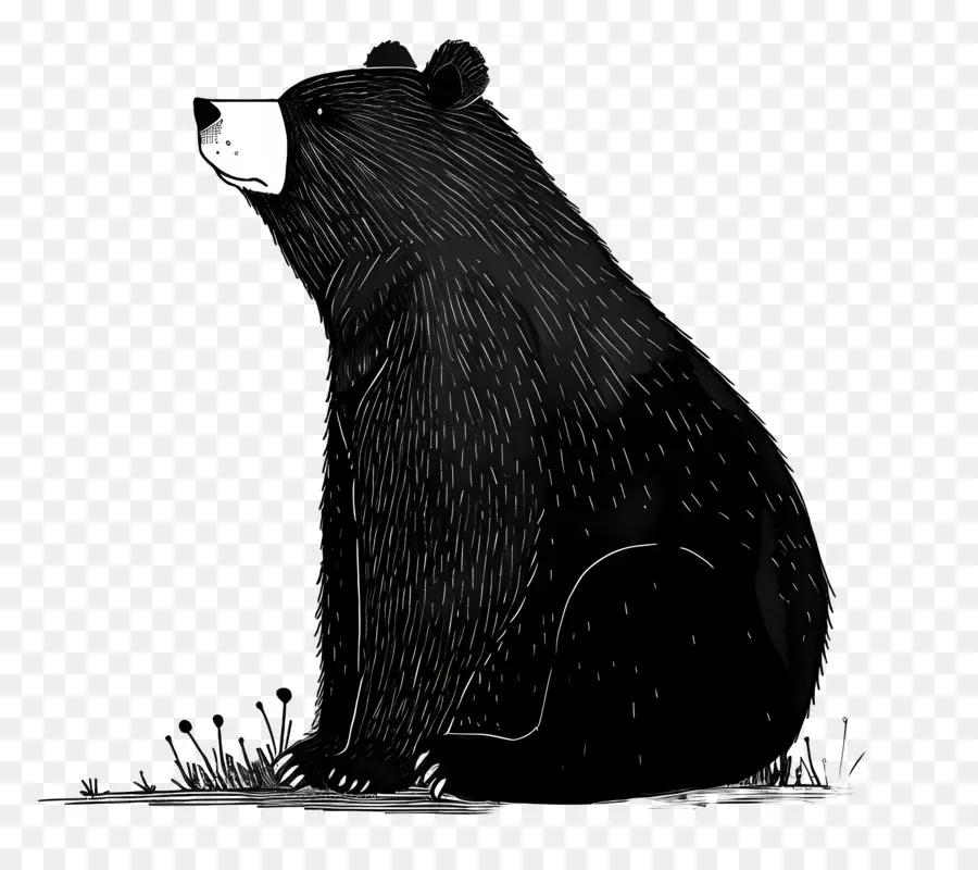 Cartoon Bear，El Oso Negro PNG