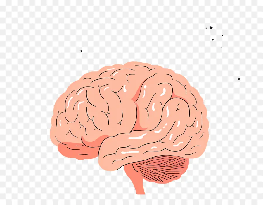 Cerebro，El Cerebro Humano PNG