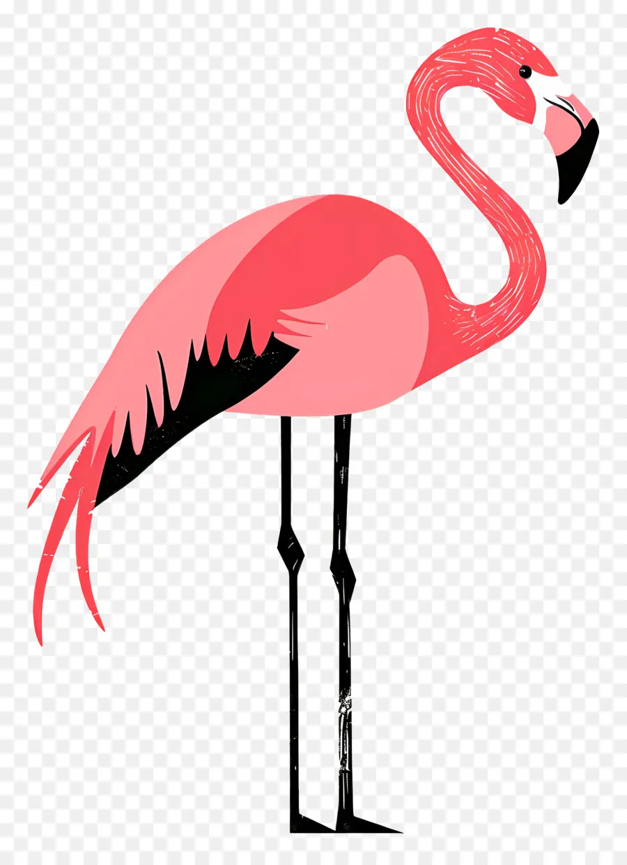 Flamingo，Flamenco Rosado PNG