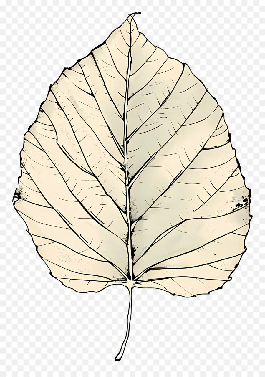 Hoja，Hoja Blanca PNG