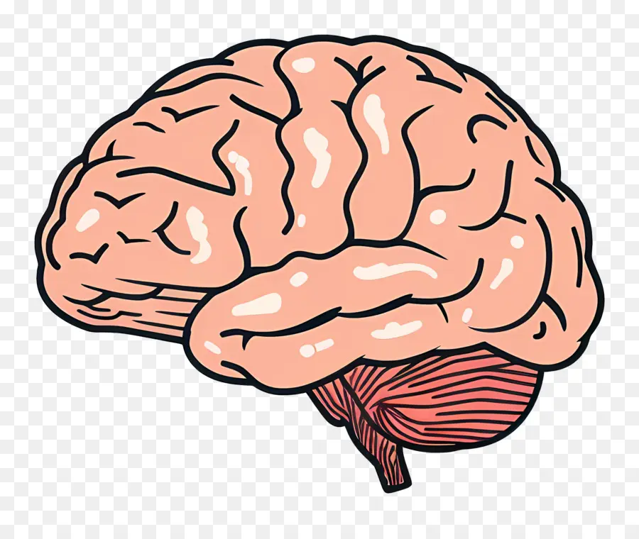 Cerebro，El Cerebro Humano PNG