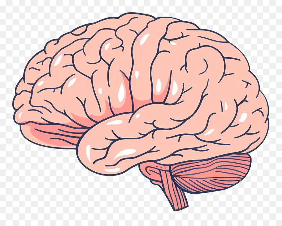 Cerebro，El Cerebro Humano PNG