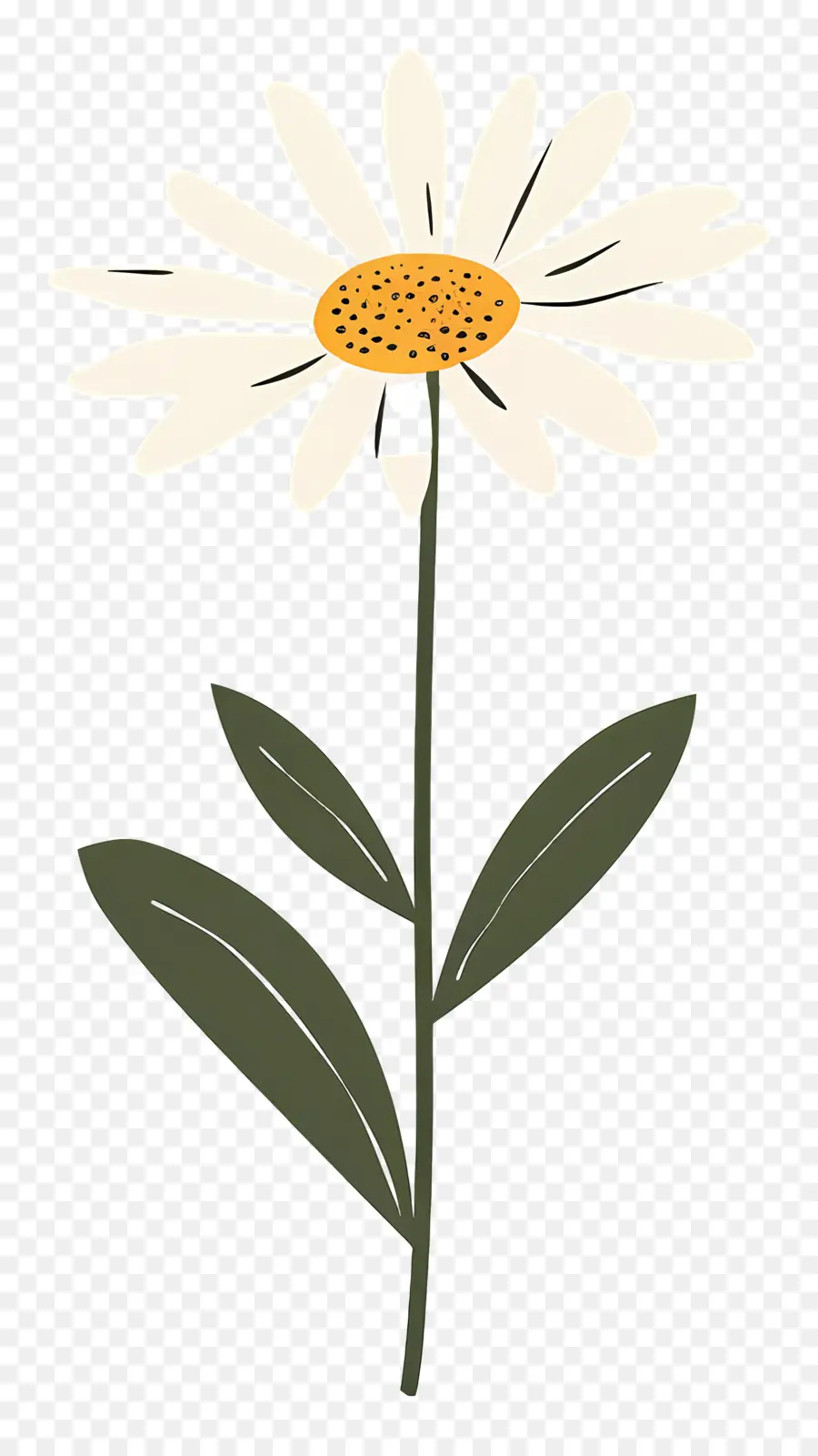 Margarita，Flor Blanca PNG