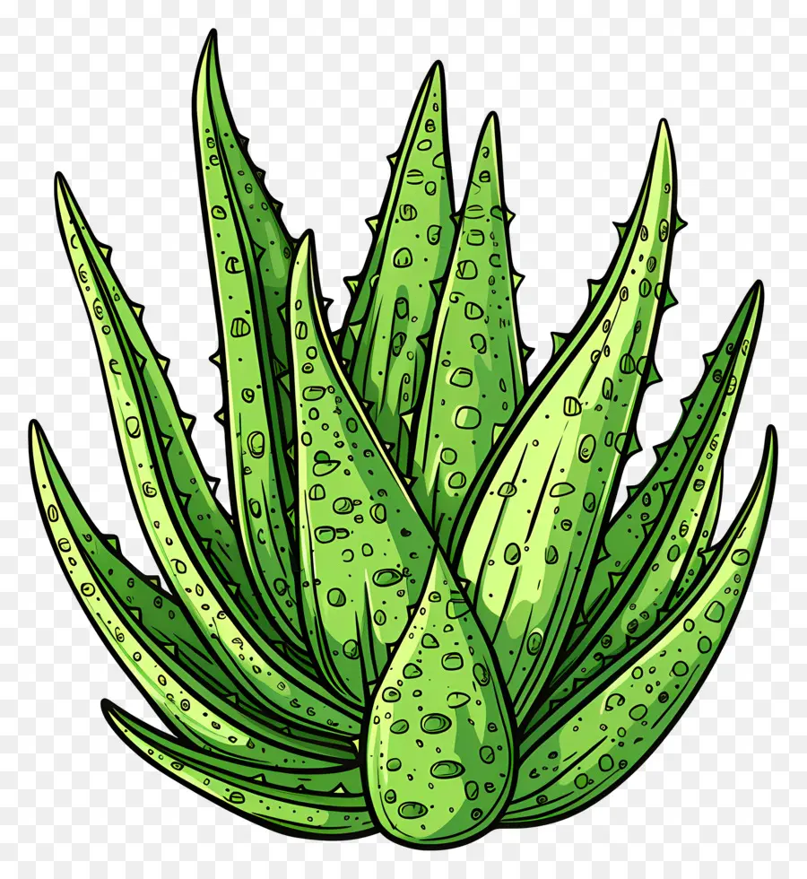 Aloe Vera，Planta PNG