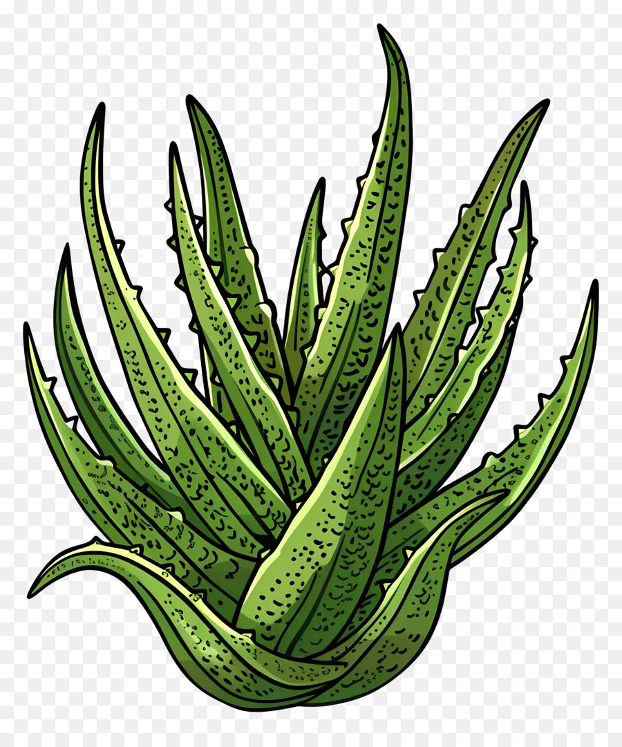 Aloe Vera，El Aloe Vera Plant PNG