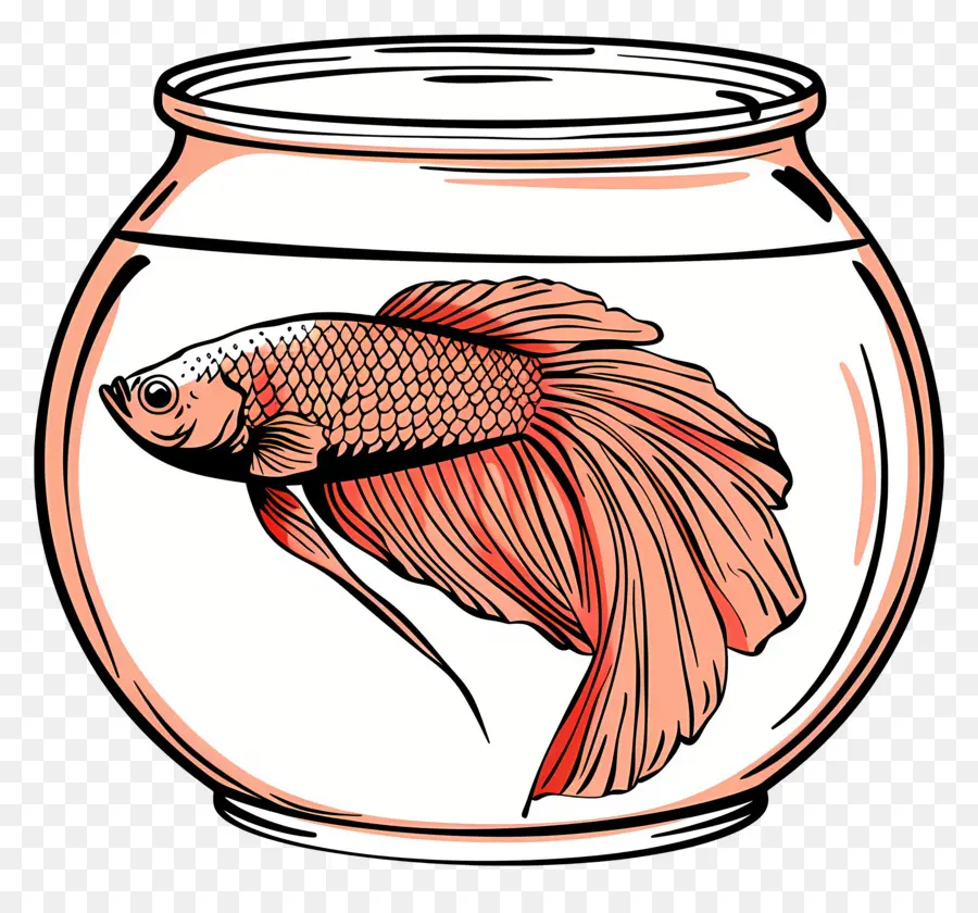 Los Peces Betta，Pecera PNG