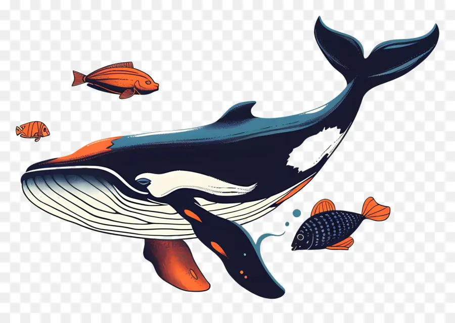 Ballena Y Pez，Ballena PNG