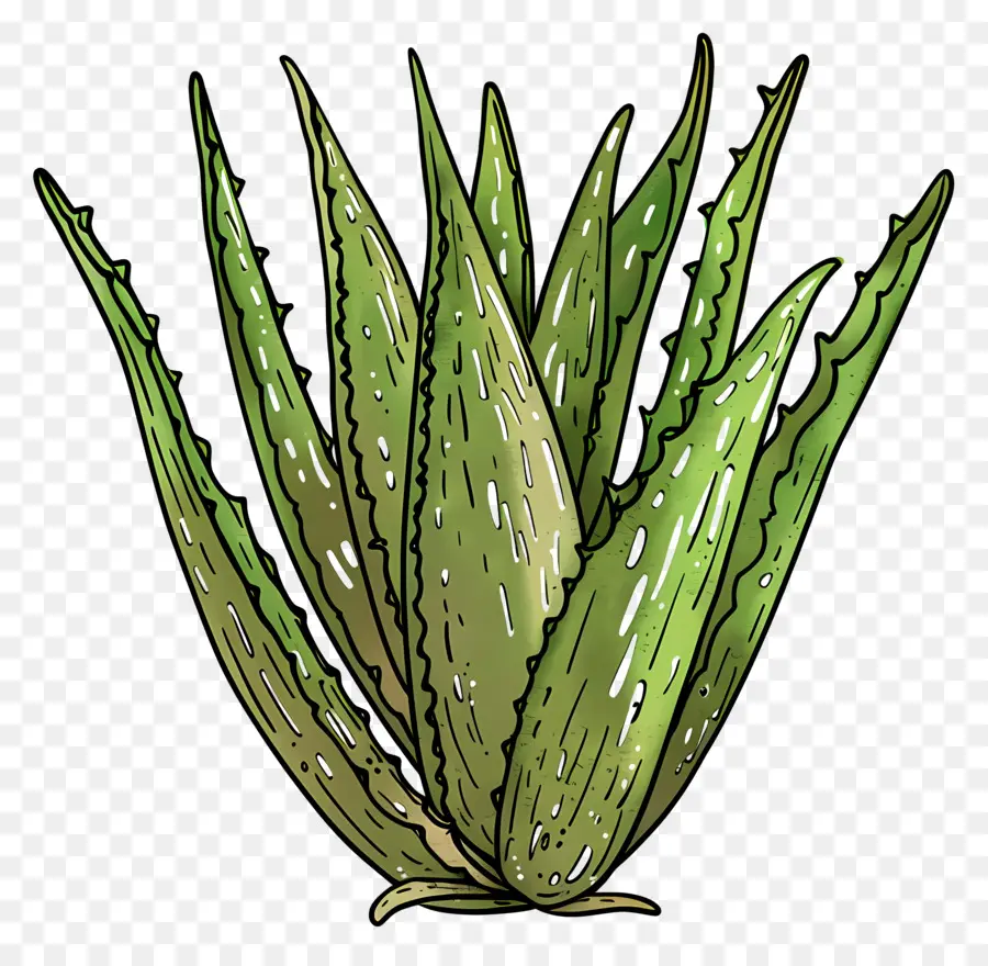 Aloe Vera，El Aloe Vera Plant PNG