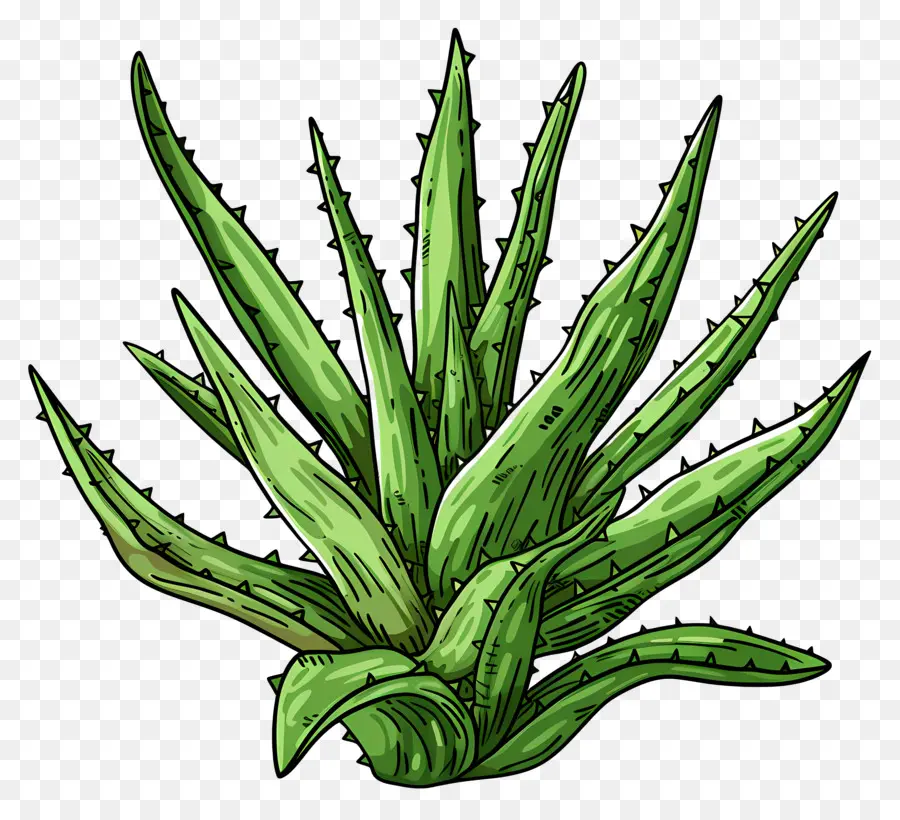 Aloe Vera，Planta Medicinal PNG