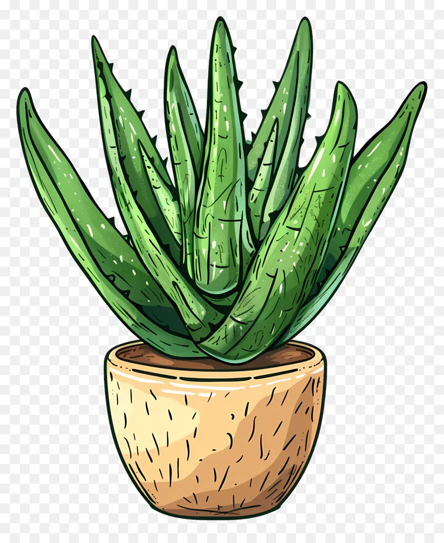 Aloe Vera，Cuidado De Las Plantas PNG