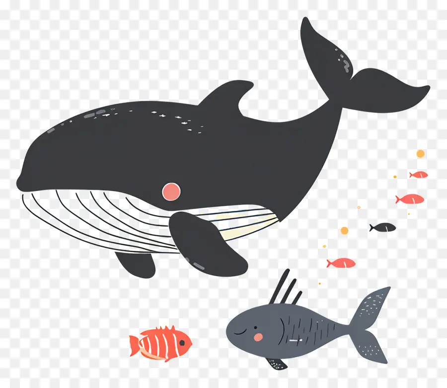 Ballena Y Pez，Ballena PNG