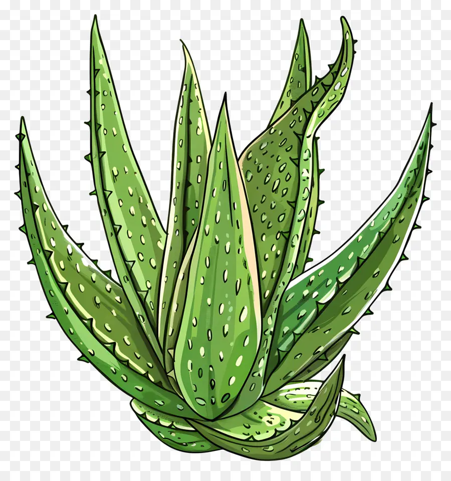 Aloe Vera，Planta De Aloe PNG