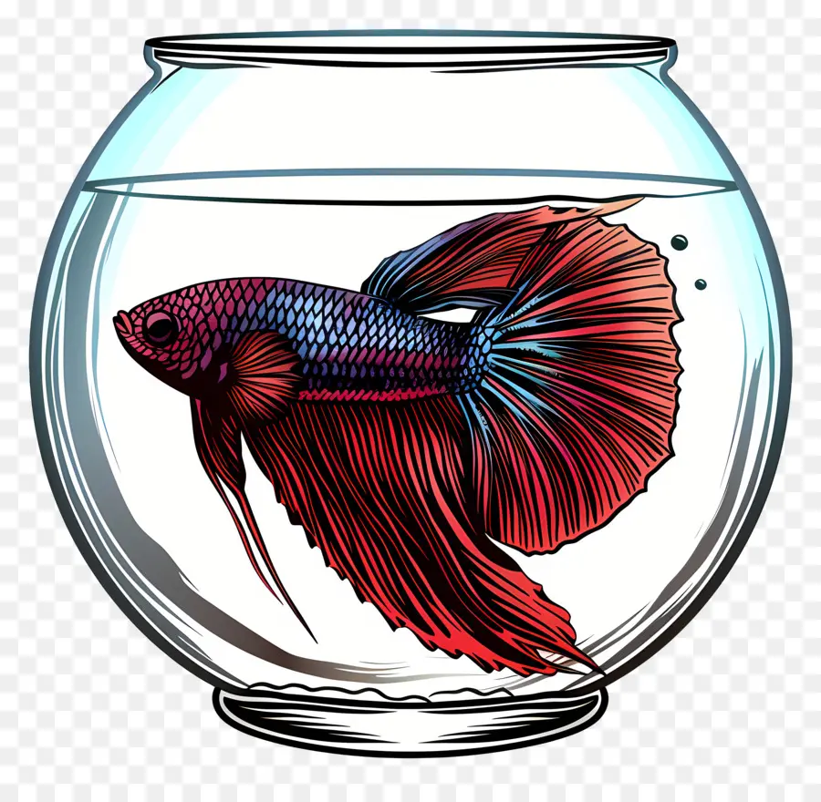 Los Peces Betta，Pecera PNG