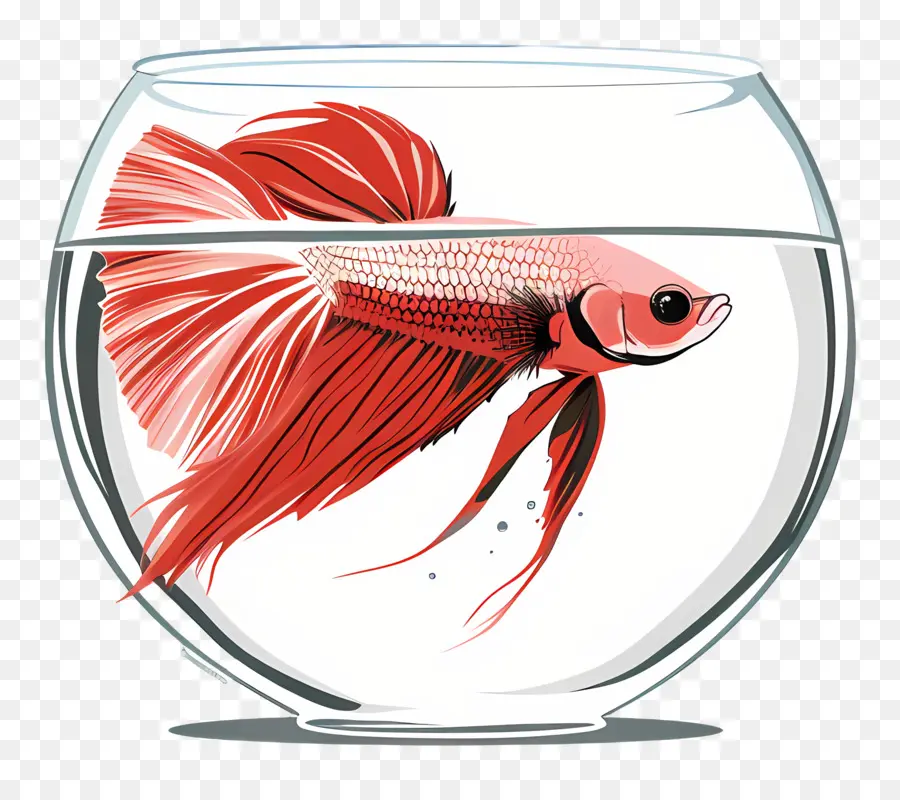 Los Peces Betta，Pecera PNG