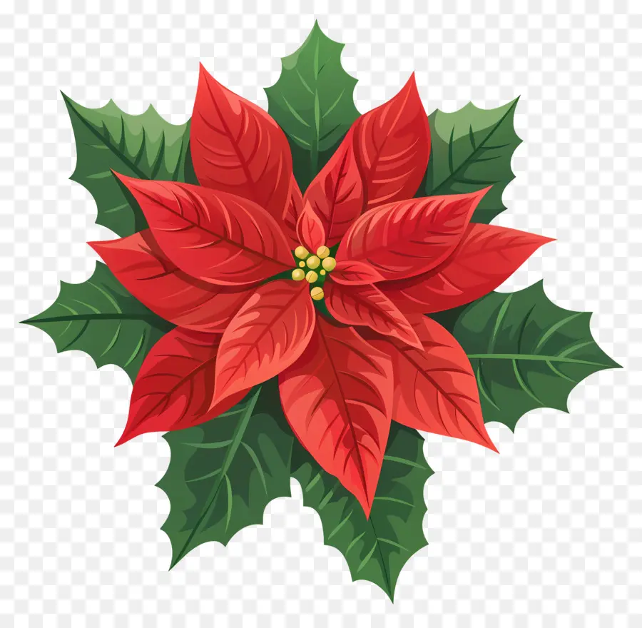 Navidad De Flor，La Flor De Pascua PNG