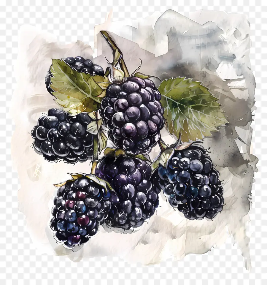 Moras，Arbusto De Mora PNG