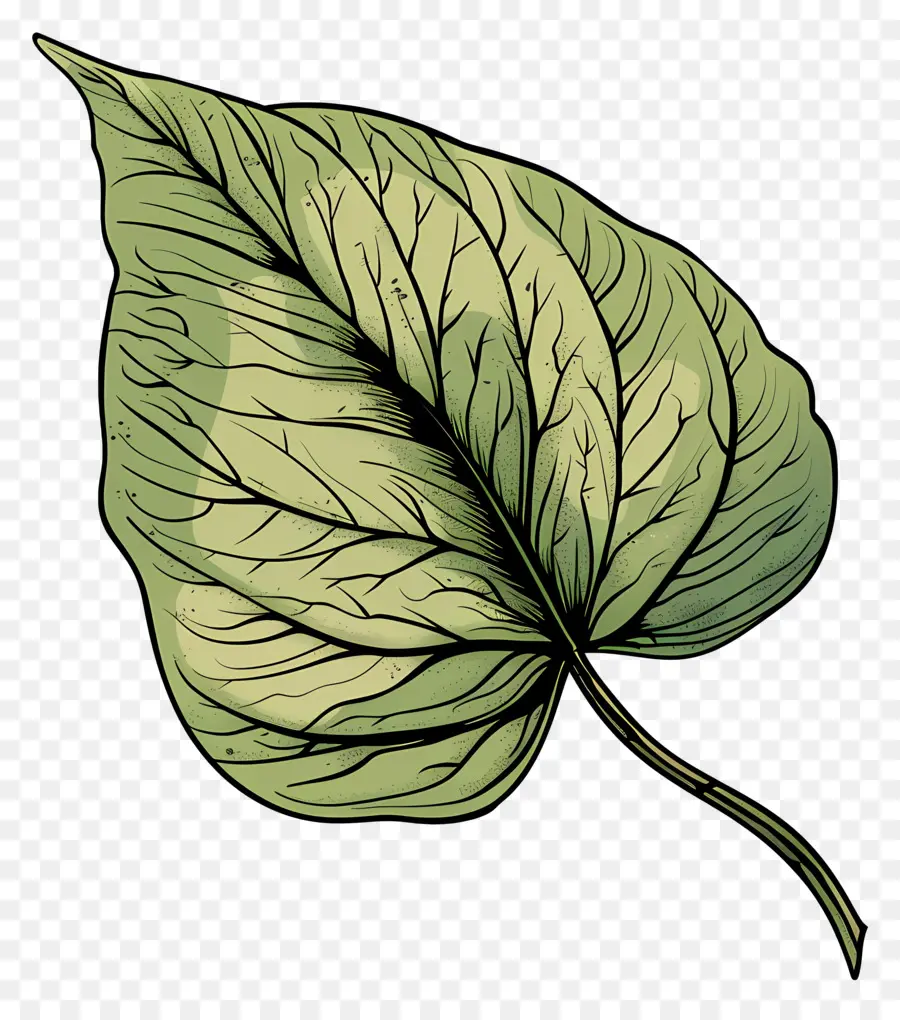 Verde Hoja，Bordes Rizados PNG