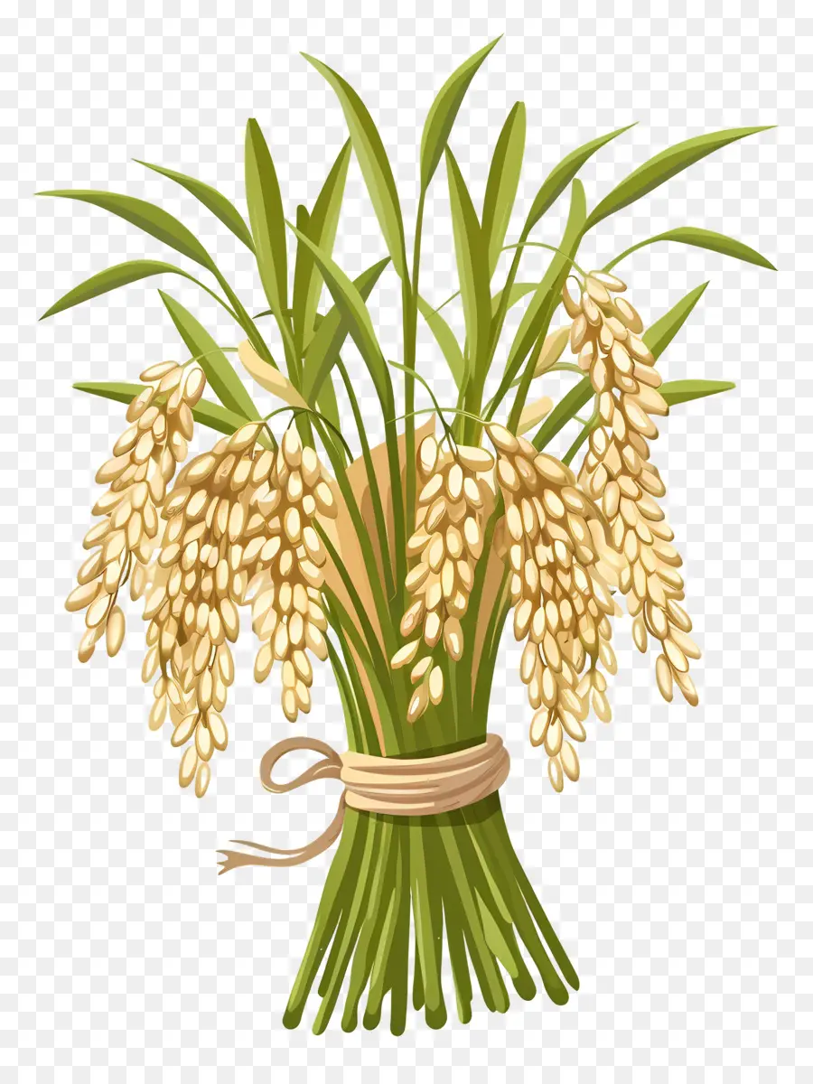 Gavilla De Arroz，Las Plantas De Arroz PNG