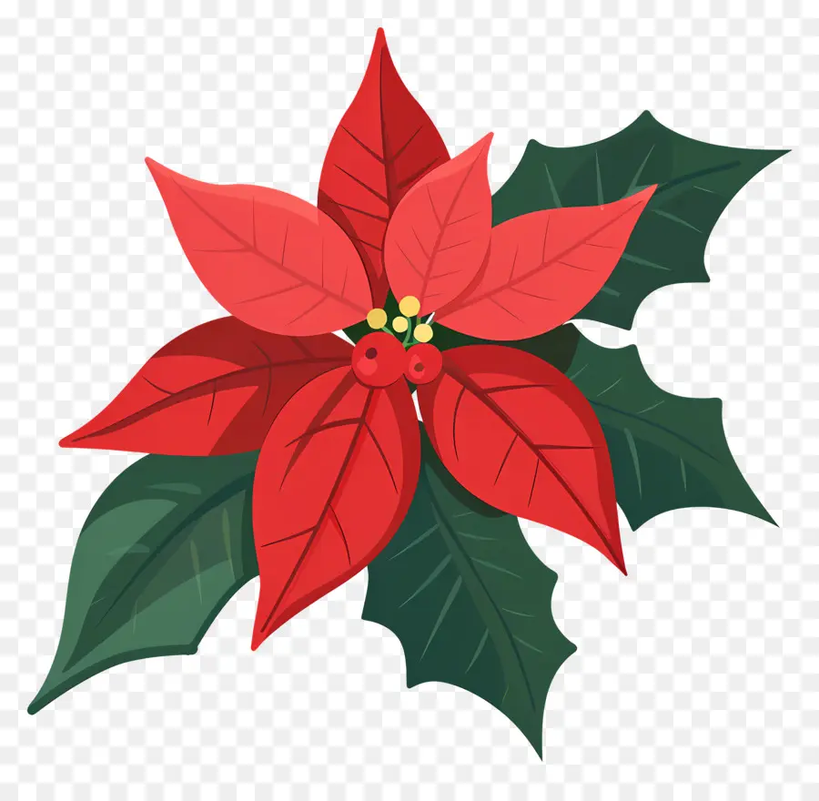 Navidad De Flor，Poinsettia Roja PNG