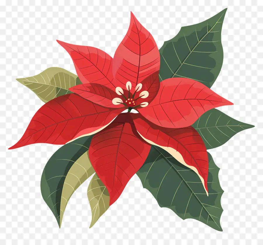 Navidad De Flor，La Flor De Pascua PNG