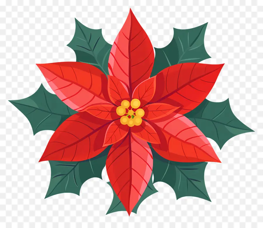 Navidad De Flor，La Flor De Pascua PNG