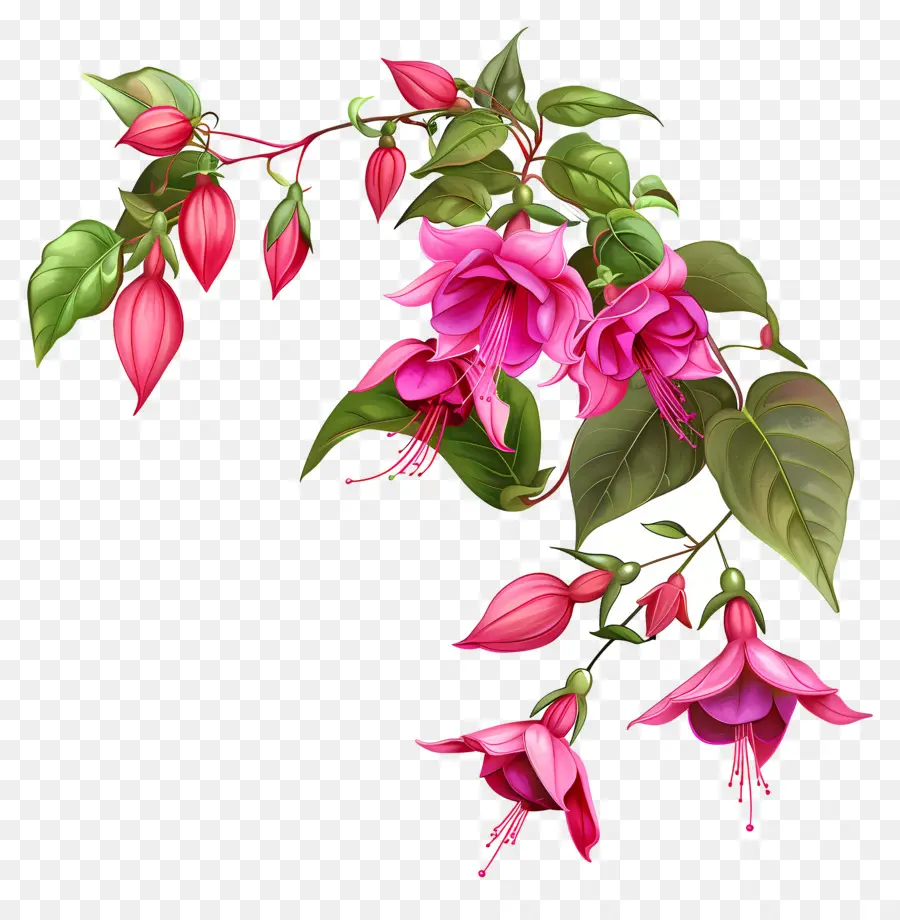 Fucsia Flores，Flores De Color Rosa PNG