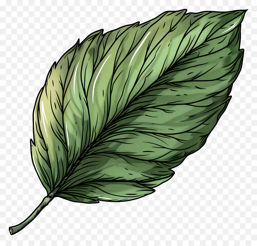 Verde Hoja，Black Background PNG