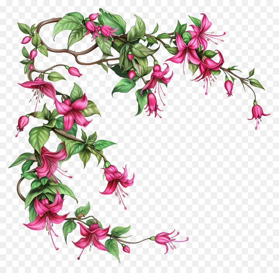 Fucsia Flores，Corona PNG