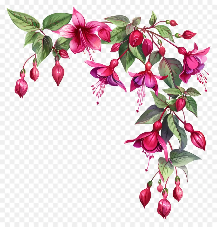 Fucsia Flores，Pintura A La Acuarela PNG