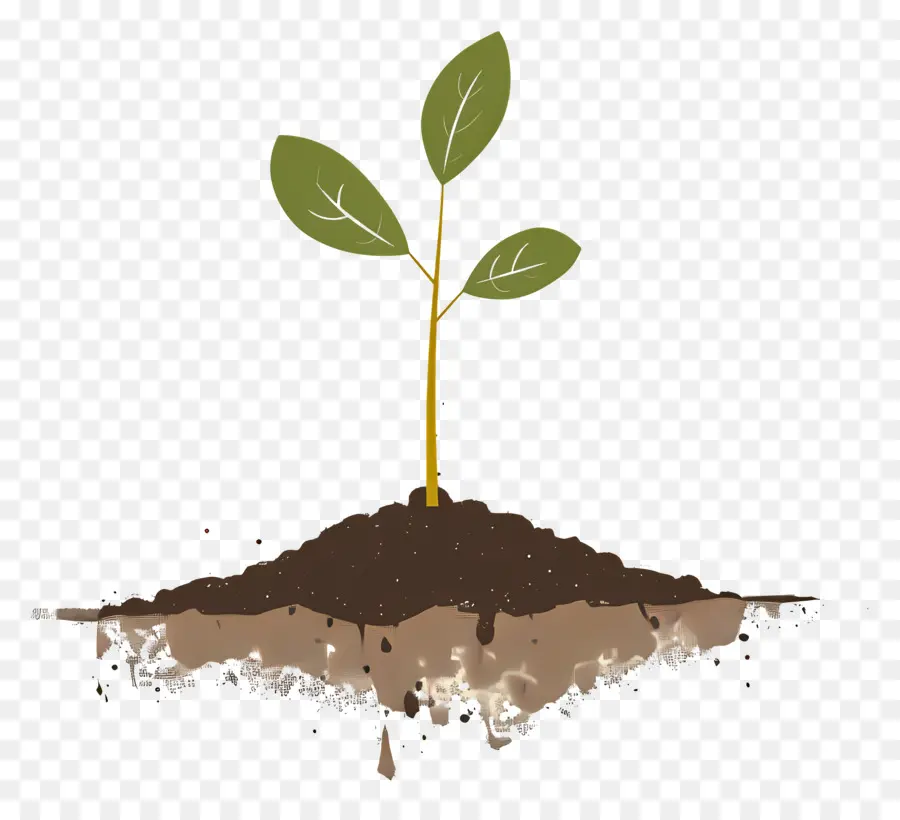 Plantas Que Brotan，Suelo PNG