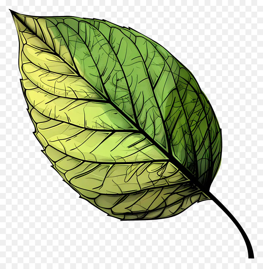 Verde Hoja，Black Background PNG