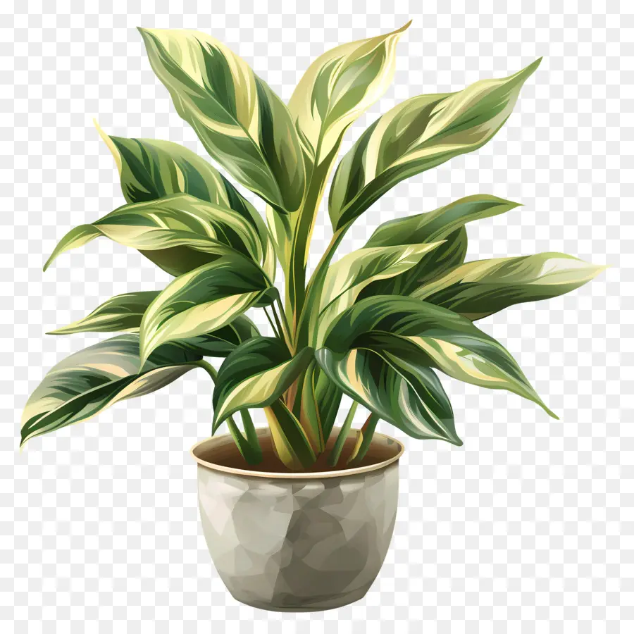 Plantas Interiores，Planta PNG