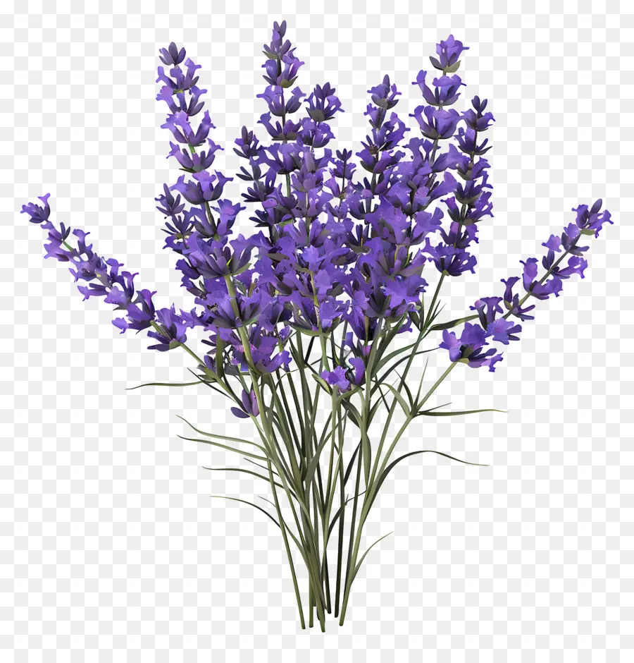 Lavanda 3d，Las Flores De Lavanda PNG