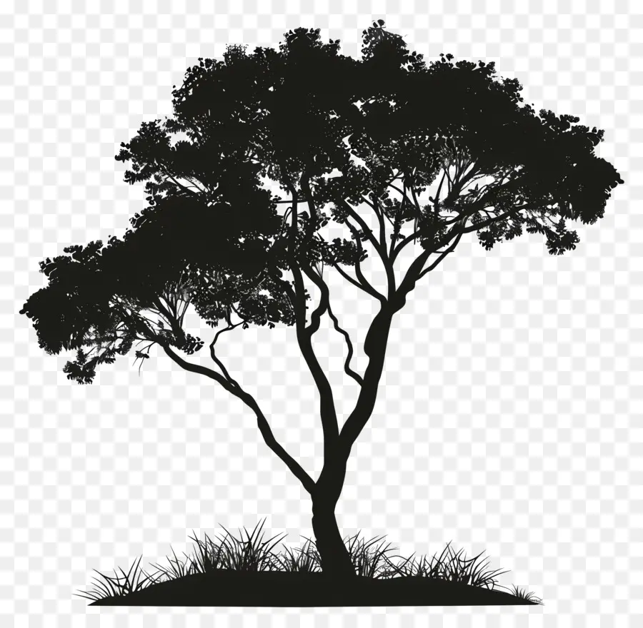 Silueta De árbol，Campo PNG