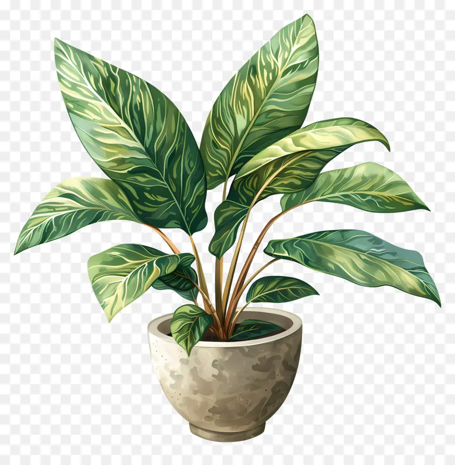 Plantas Interiores，Las Plantas En Maceta PNG