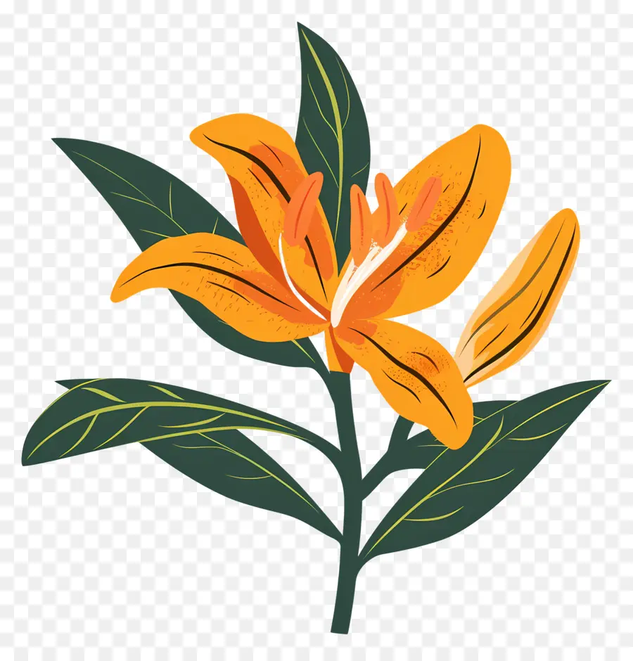 Botánico De La Flor，Flor PNG