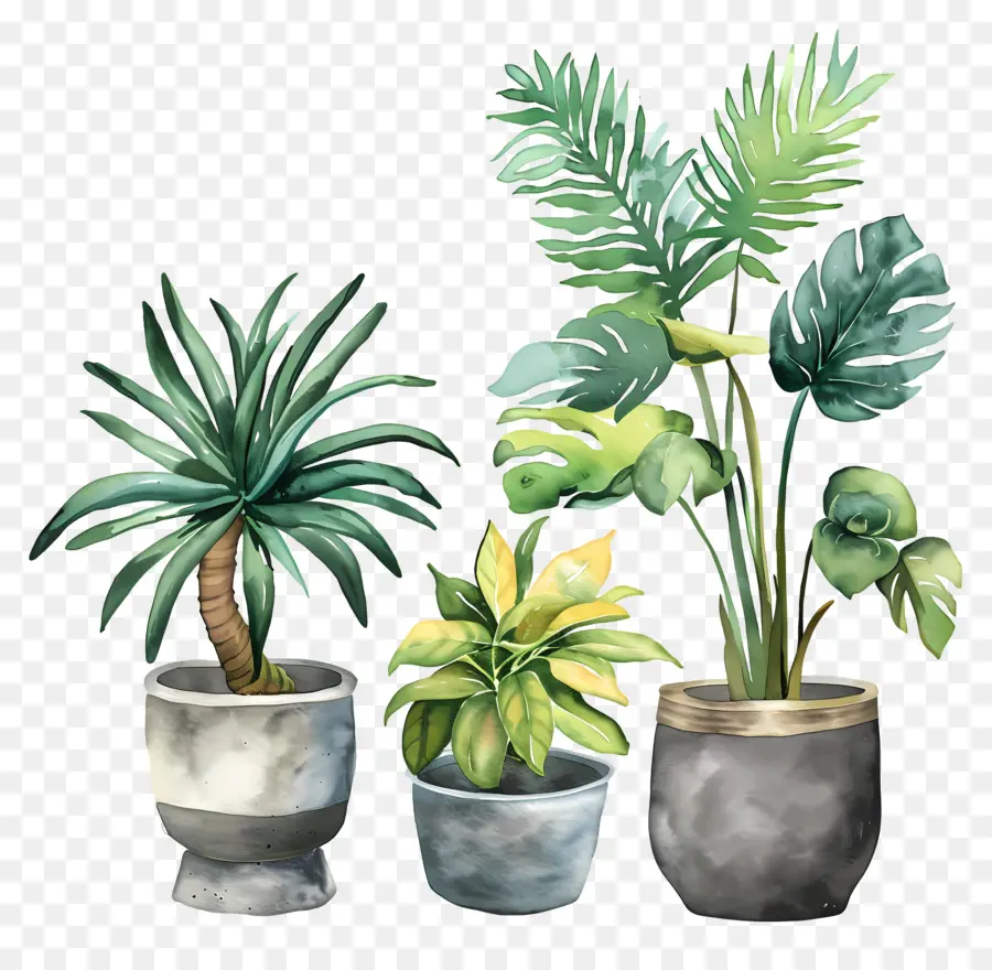 Plantas Interiores，Pintura A La Acuarela PNG