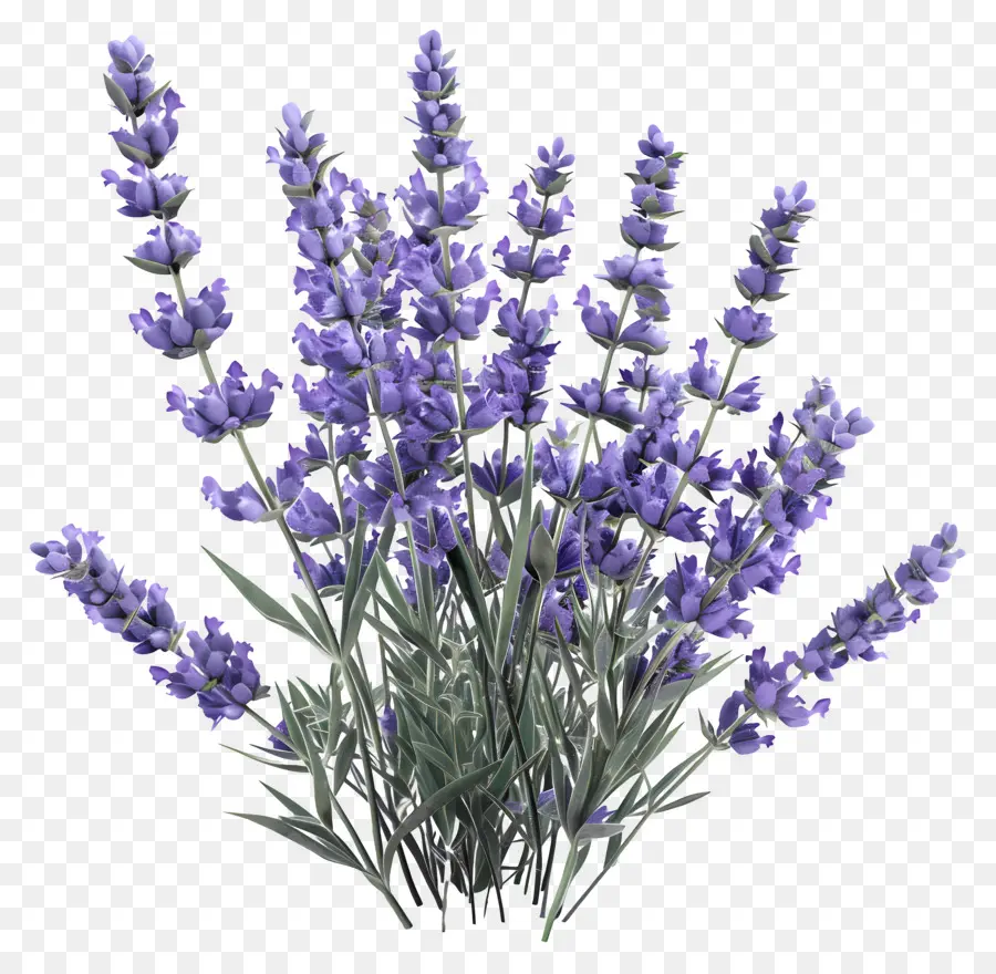 Lavanda 3d，Las Flores De Lavanda PNG