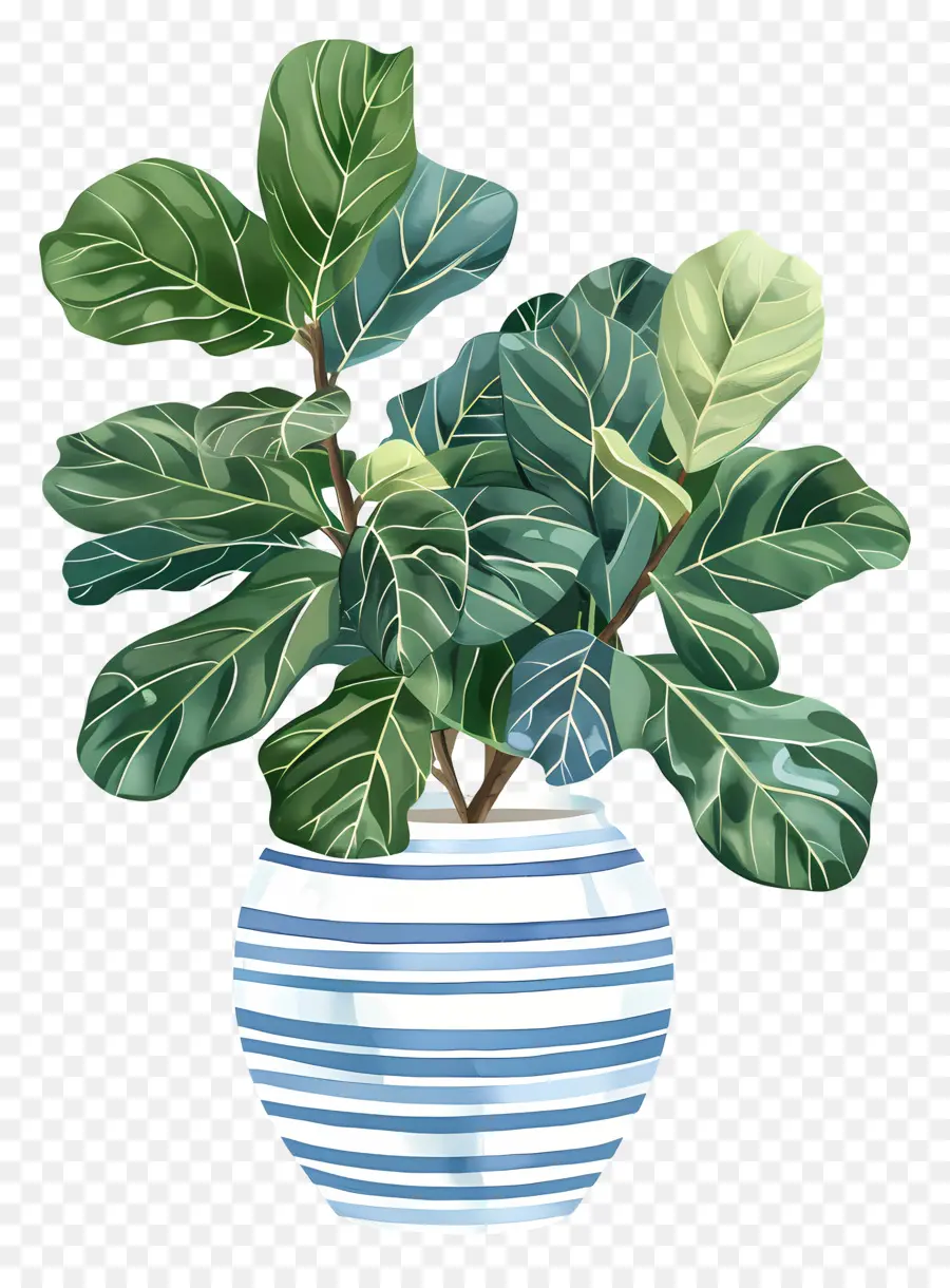 Ficus Lyrata，Planta De Interior PNG